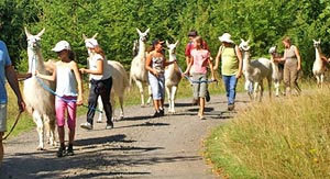 Spazierengehen mit Lamas